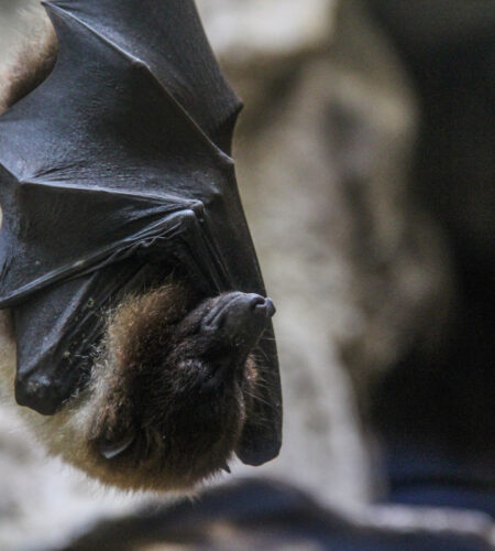 Do Bats Lay Eggs? A Detailed Exploration