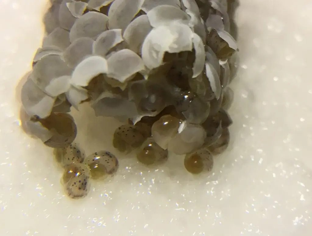 What Do Snail Eggs Look Like