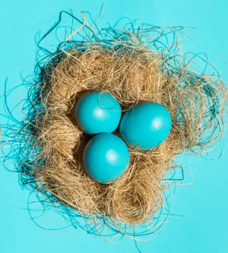 What Bird Lays Blue Eggs