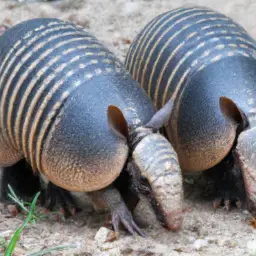 Do Armadillos Lay Eggs
