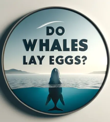 do whales lay eggs ?