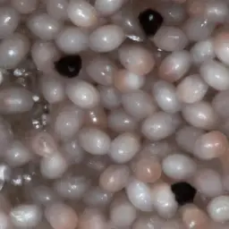 How Long Does It Take for Flea Eggs to Hatch