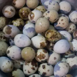 How Long to Boil Quail Eggs