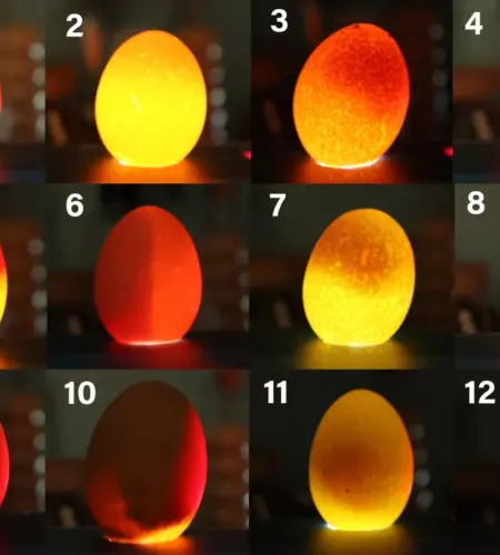 How to Candle Eggs (Short Guide)