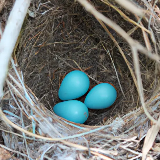 what bird lays blue eggs