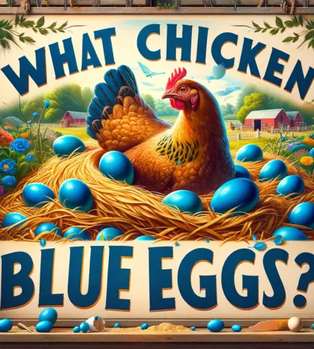 What Chicken Lays Blue Eggs?